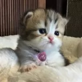 ミヌエット(短足)