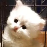 ミヌエット(短足)