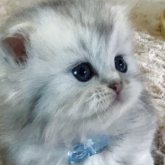 ミヌエット(短足)