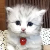 ミヌエット(短足)