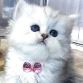 ミヌエット(短足)