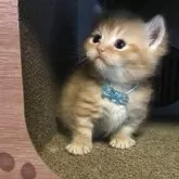 ミヌエット(短足)