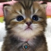 ミヌエット(長足)