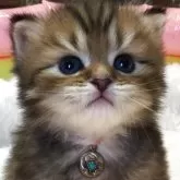 ミヌエット(長足)