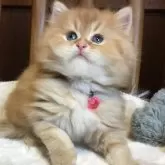 ミヌエット(長足)