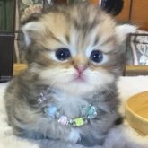 ミヌエット(短足)