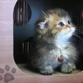 ミヌエット(短足)