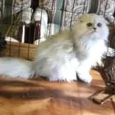 ミヌエット(長足)