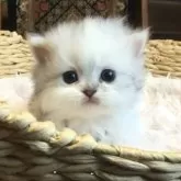 ミヌエット(短足)【福島県・女の子・2025年4月13日・シルバータビー】の写真1