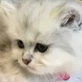 ミヌエット(短足)