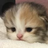 ミヌエット(短足)