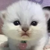 ミヌエット(短足)