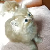 ミヌエット(長足)