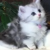 ミヌエット(短足)