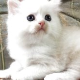 ミヌエット(長足)