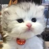 ミヌエット(長足)【福島県・男の子・2025年10月25日・シルバーパッチドタビー&ホワイト】の写真2