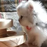 ミヌエット(短足)【福島県・女の子・2025年9月16日・ホワイトバン】の写真2