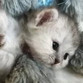 ミヌエット(短足)【福島県・女の子・2025年6月18日・シルバータビー】の写真3