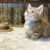 ミヌエット(短足)【福島県・男の子・2025年9月1日・レッドタビー】の写真3