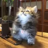 ミヌエット(短足)【福島県・女の子・2025年10月19日・ブラウンタビー】の写真3