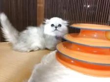 ミヌエット(短足)【福島県・男の子・2025年6月30日・チンチラシルバー】の写真4