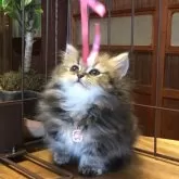 ミヌエット(短足)【福島県・女の子・2025年10月19日・ブラウンタビー】の写真4