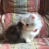 ミヌエット(短足)【福島県・女の子・2025年9月16日・ホワイトバン】の写真4