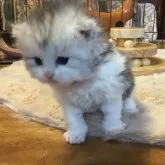 ミヌエット(長足)【福島県・男の子・2025年10月25日・シルバーパッチドタビー&ホワイト】の写真4