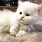 ミヌエット(短足)【福島県・男の子・2025年6月10日・クリーム&ホワイトバン】の写真5