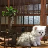 ミヌエット(短足)【福島県・女の子・2025年10月23日・シルバータビー】の写真5