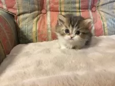 ミヌエット(短足)【福島県・男の子・2025年9月23日・ブラウンタビー】の写真5