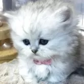 ミヌエット(短足)【福島県・女の子・2025年10月26日・シルバータビー】の写真6