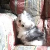 ミヌエット(短足)【福島県・女の子・2025年9月16日・ホワイトバン】の写真6