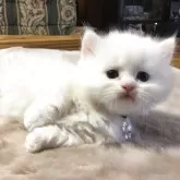 ミヌエット(短足)【福島県・男の子・2025年6月10日・クリーム&ホワイトバン】の写真6