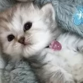 ミヌエット(短足)【福島県・女の子・2025年6月18日・シルバータビー】の写真7