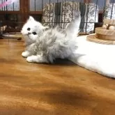 ミヌエット(短足)【福島県・女の子・2025年10月23日・シルバータビー】の写真7