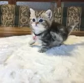 ミヌエット(短足)【福島県・女の子・2025年5月1日・クラシックタビー】の写真7