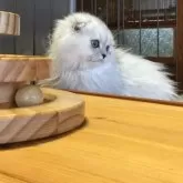 ミヌエット(長足)【福島県・女の子・2025年6月30日・チンチラシルバー】の写真7