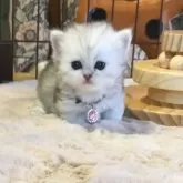 ミヌエット(短足)【福島県・女の子・2025年10月26日・シルバータビー】の写真8