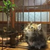 ミヌエット(短足)【福島県・女の子・2025年10月19日・ブラウンタビー】の写真8