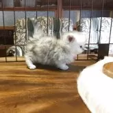 ミヌエット(短足)【福島県・女の子・2025年10月23日・シルバータビー】の写真8