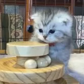 ミヌエット(長足)【福島県・男の子・2025年10月25日・シルバーパッチドタビー&ホワイト】の写真8