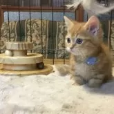 ミヌエット(短足)【福島県・男の子・2025年9月1日・レッドタビー】の写真9