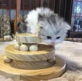 ミヌエット(長足)【福島県・男の子・2025年10月25日・シルバーパッチドタビー&ホワイト】の写真9