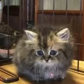 ミヌエット(短足)【福島県・女の子・2025年10月19日・ブラウンタビー】の写真9