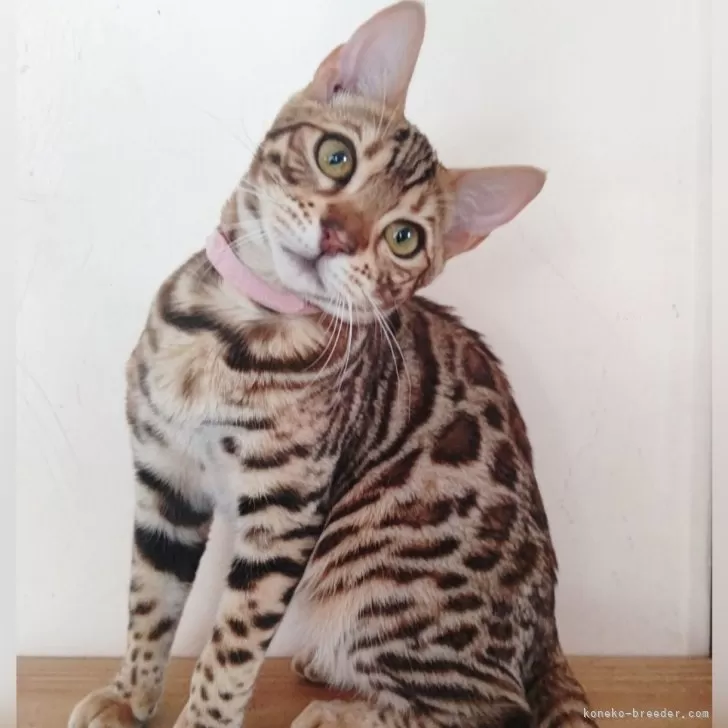 ID：2312-02101の子猫