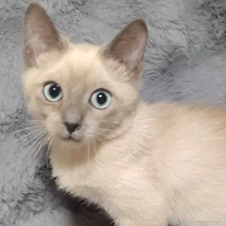 ID：2402-01317の子猫