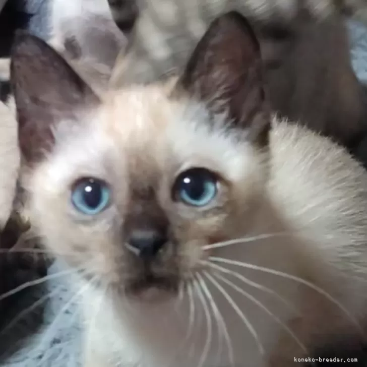 ID:2402-00781の子猫