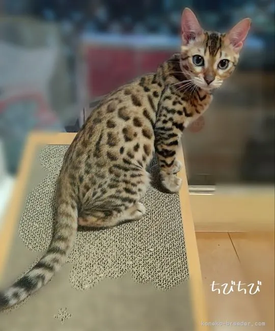 ID：2106-01790の子猫