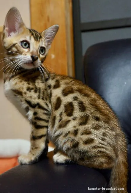 ID：1906-00251の子猫